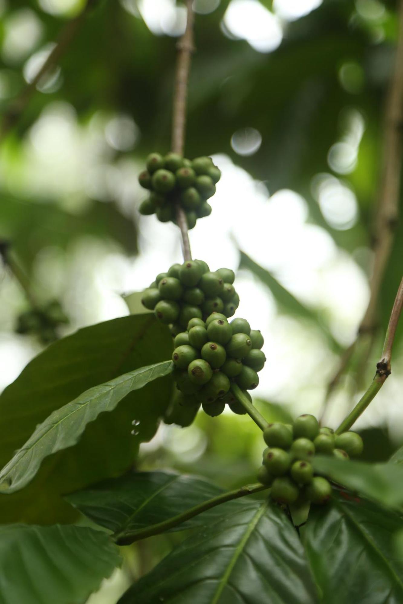 Spice Forest Plantation Homestay, Thekkady Vandiperiyar Luaran gambar