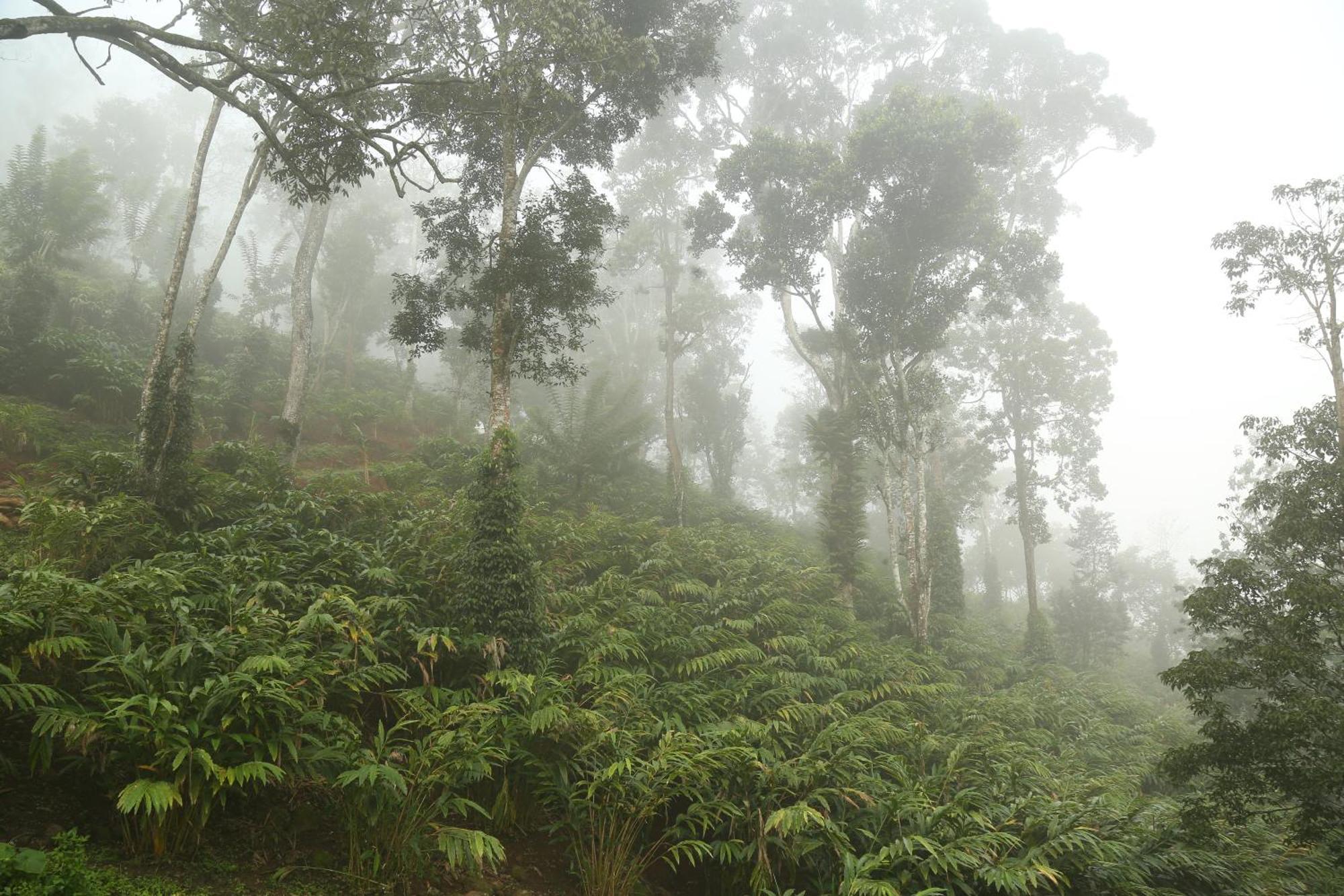 Spice Forest Plantation Homestay, Thekkady Vandiperiyar Luaran gambar