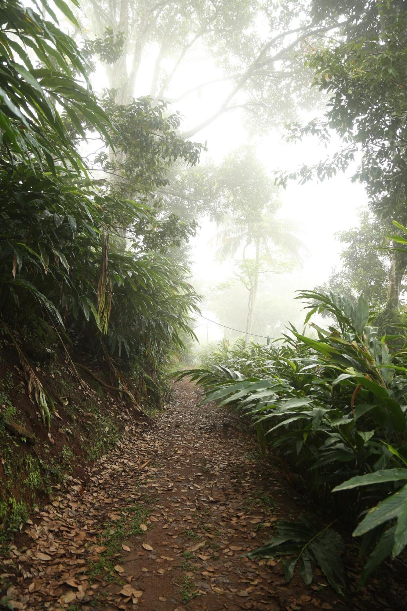 Spice Forest Plantation Homestay, Thekkady Vandiperiyar Luaran gambar