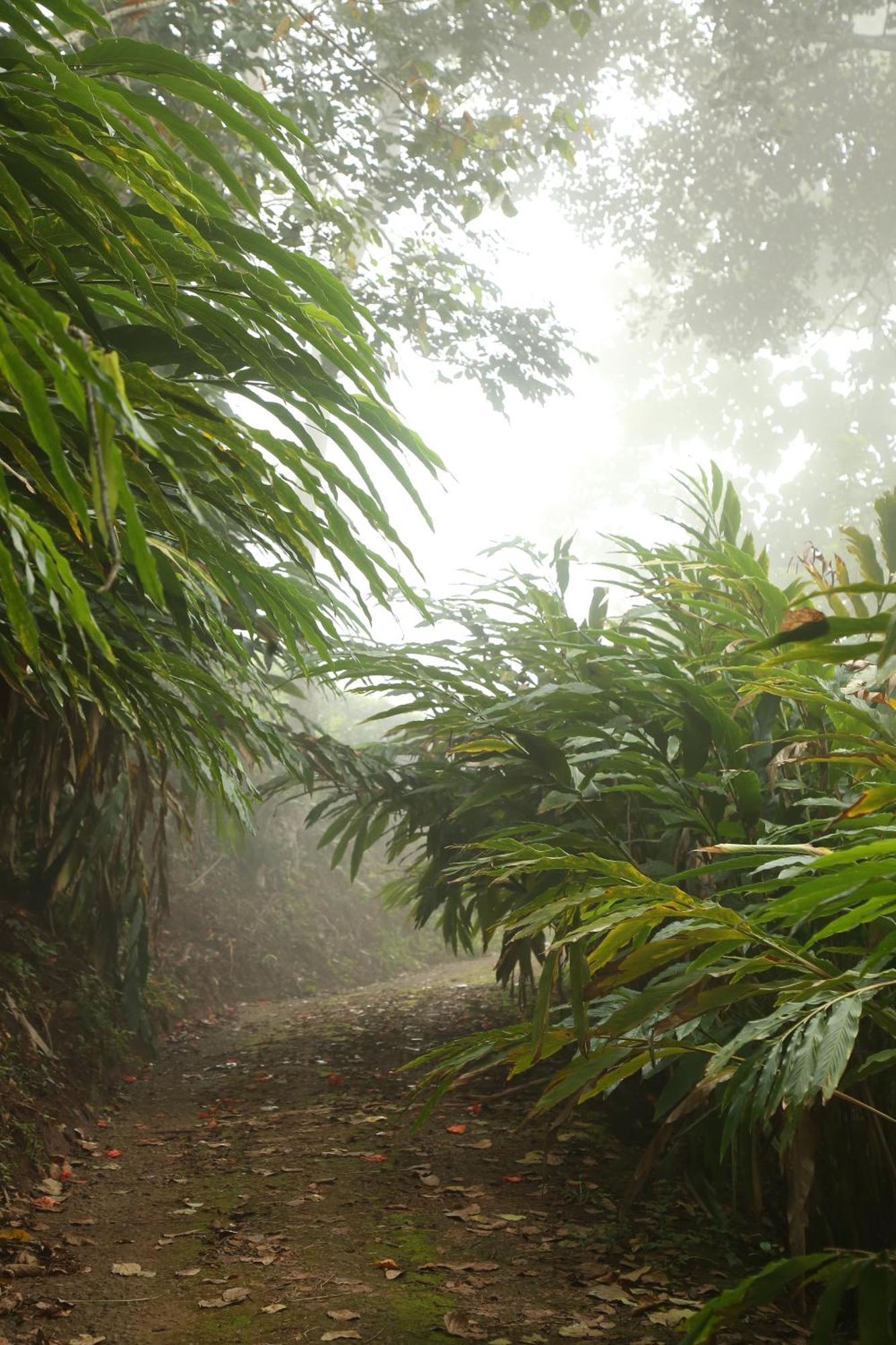 Spice Forest Plantation Homestay, Thekkady Vandiperiyar Luaran gambar